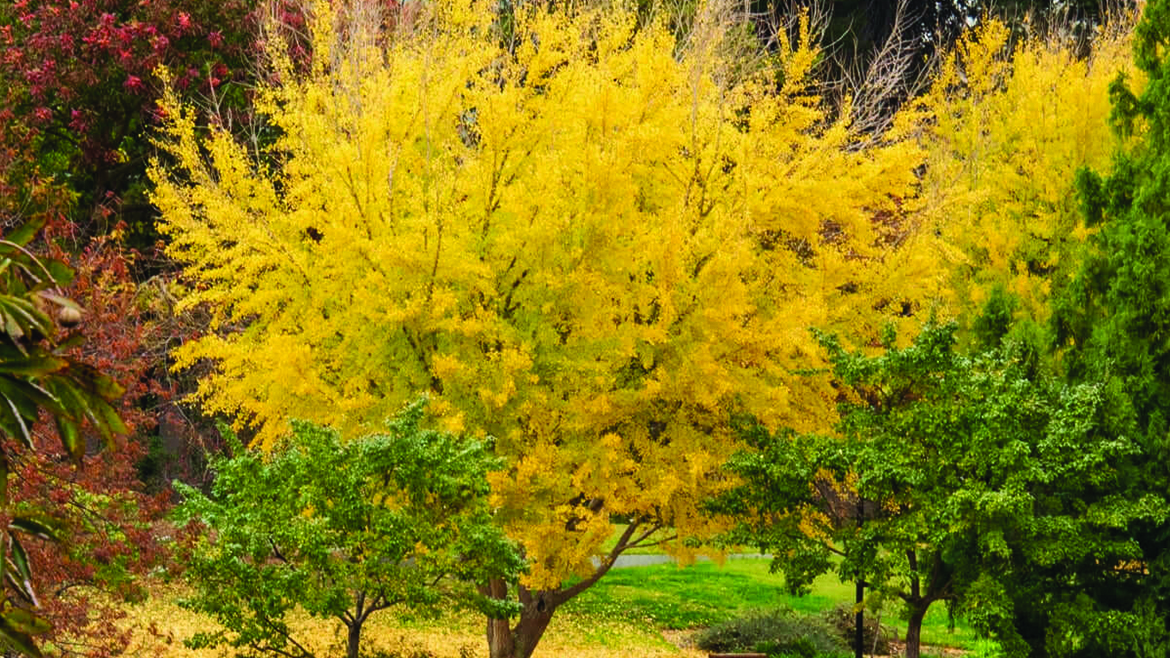 Ginko Bilboa